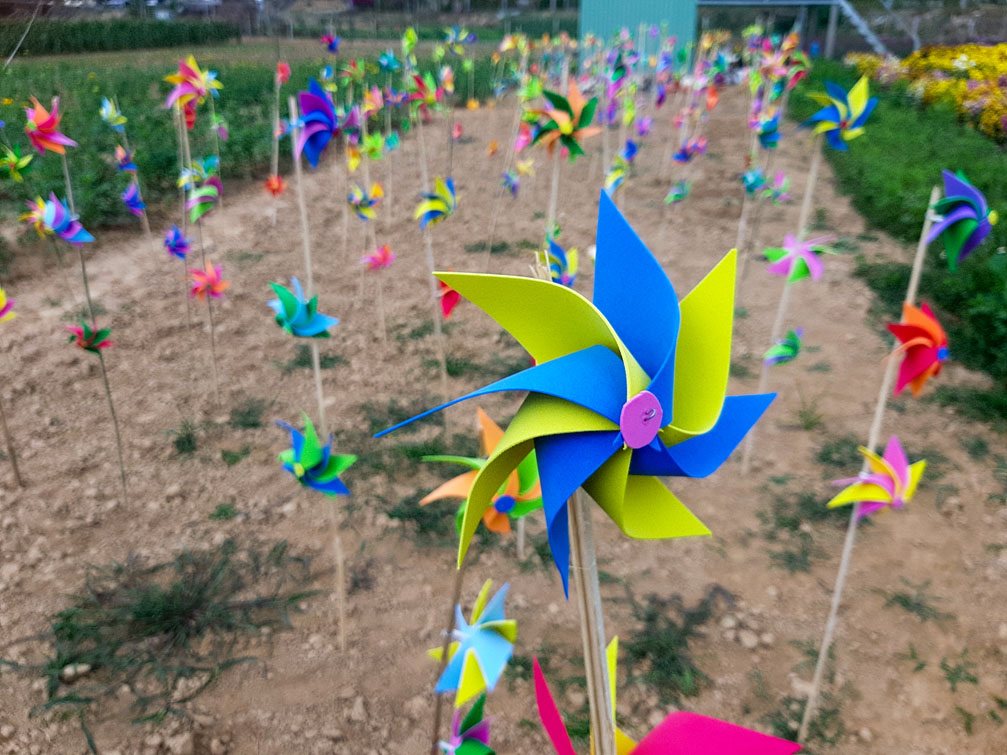 Vườn hoa bên sông Đăk Bla Kon Tum | Điểm chụp ảnh tết 2020